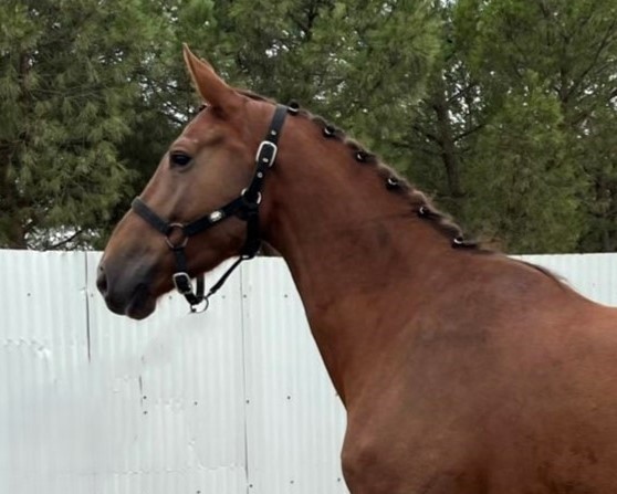 horse